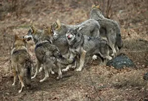 Wolf Pack Germany Stampe: Wolf Pack - Germany