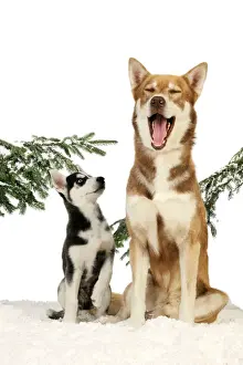 Arctic Dog Breeds Stampe: x-default