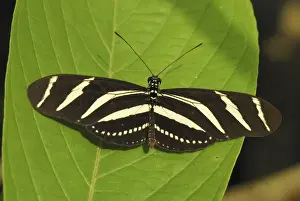 Lepidoptera Species Pictures Stampe: Zebra Longwing Colombia