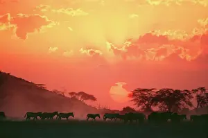 Stampe di Yab 782 strisce di burcelli/ comune/zebra del prato equo Quagga Burchell - al tramonto Equus quagga burchelli Yann Arthus-bertrand Si prega di notare che le stampe sono destinate solo a scopi Zebra Stampe: Istrice al tramonto
