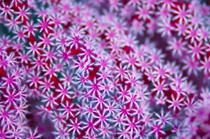 Indonesian Coral Reefs Stampe: Abstract pattern of coral polyps