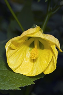 Perennial Garden Flowers Stampe: Abutilon Lemon Queen