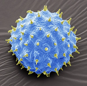 SEM Images Of Pollen Stampe: Abutilon pollen, SEM