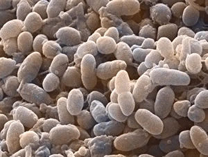 Batteri Acetobacter, SEM