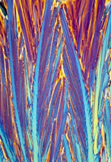 Nerve Impulse Transmission Stampe: Acetylcholine crystals, light micrograph