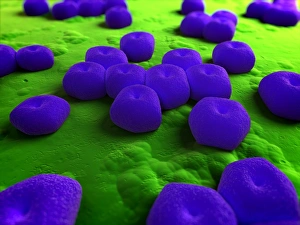 Medical Microbiology Images Stampe: Acinetobacter bacteria, artwork