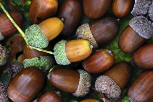 British Woodland Scenery Stampe: Acorns