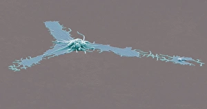 Stampe di Platella attivata. Micrografia elettroscopica a colori della platellula attivata o trombozita dal sangue periferico. Maggiorezza: x2, 500 quando stampato a 10 cm di larghezza Immagini datate 2011 settembre: Piattaforma attivata del platto di semenza, SEM