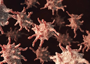 Blood Clot Formation Stampe: Activated platelets, artwork