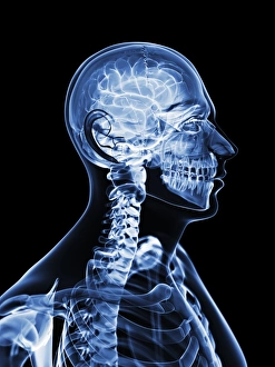 Human Brain Illustration Stampe: Active brain, artwork