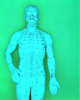 Stampe di Il modello di acupuntura. Il modello del corpo umano segnato con punti di accoppiamento (puntini etichettati) e meridiani (linee colorate). L'acupunto è un sistema tradizionale cinese della medicina Immagini del 9 luglio 2003: Modello di acupuntura