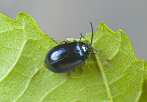 Alder Leaf Beetle Stampe: Alder leaf beetle