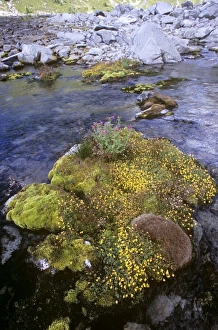 Rock Garden Plants Stampe: Alpine flora