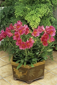 Houseplant Care Tips Stampe: Alstroemeria Princess Ruby