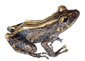 Ecuadorian Rainforest Animals Stampe: Amazon robber frog