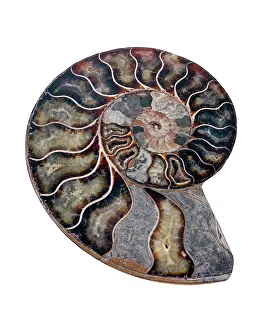 Stampe di L'ammonite è un fossile di conchiglia marina estinta, polverizzata e sezionata Immagini datate 2007 agosto: Ammonite