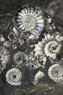 Ammonite Fossils Stampe: Ammonite Assemblage