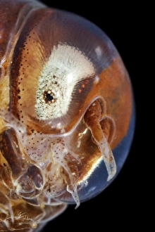 White Sea Marine Life Stampe: Amphipod head