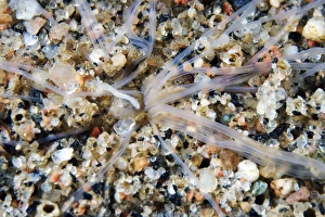 Deep Sea Creatures Stampe: Amphitrite worm