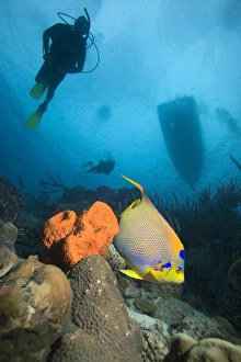 Coral Reef Fauna Stampe: Angelfish and divers