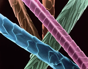 Scanning Electron Micrograph SEM Images Stampe: Angora wool