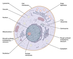 IL DNA Stampe: Struttura cellulare animale