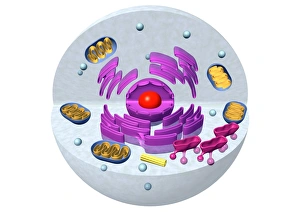 Endoplasmic Reticulum ER Stampe: Animal cell structure, computer artwork