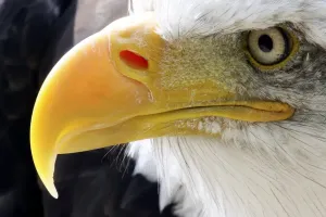 Animale Stampe: Aquila americana