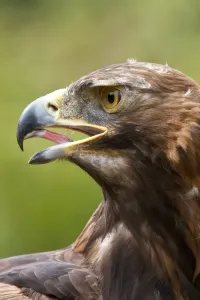 Golden Eagle Scotland Stampe: A Golden Eagle