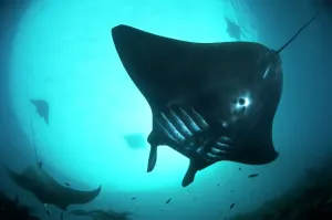 Animale Stampe: Manatei marini