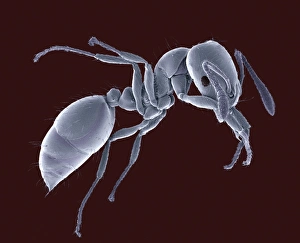 Compound Eye Structure Stampe: Ant, SEM