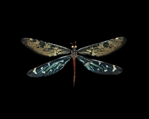 Immagini datate 21 dicembre 2012: Antlion