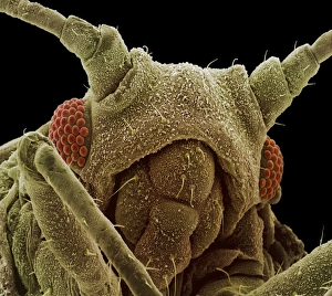 Insect Mouthparts SEM Stampe: Aphid head, SEM