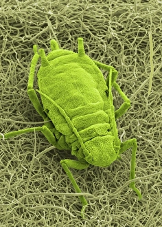 Coloured SEM Images Stampe: Aphid on a leaf, SEM