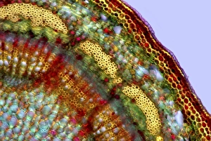 Polarised Light Microscopy Stampe: Apple stem, light micrograph