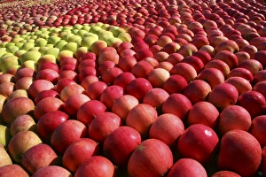 Stampe di Le mele disposte in un modo geometrico su uno schermo sono state scattate nella località di Kivik, Svezia Immagini datate 2007 giugno: Apples