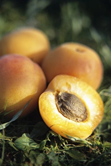 Apricot Fruit Stampe: Apricots