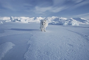 Arctic Fox Stampe: Arctic fox
