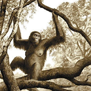 Ancient Human Ancestor Stampe: Ardipithecus ramidus, artwork C013 / 9571