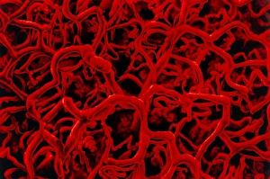 Blood Vessel Anatomy Stampe: Artwork based on SEM of microcapillary network
