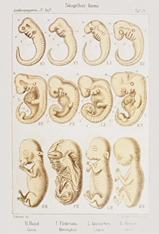 Stampe di L'opera d'arte storica dello sviluppo embrionario. Quattro embrioni mammiferi (da sinistra a destra) di cane, pipistrello, coniglio e uomo Immagini datate 2007 giugno: Opere d'arte dello sviluppo embrionario, 1891