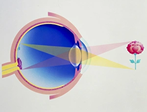 Human Eye Anatomy Stampe: Artwork of eye in section demonstrating vision