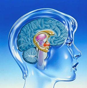 Human Brain Anatomy Stampe: Artwork of the limbic system of the human brain