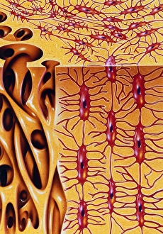 Stampe di Osso. Illustrazione della microstruttura dell'osso umano. A destra si trova l'ossa dura o compatta Immagini datate 1995: L'opera d'arte della struttura a livello di microscopia del osso umano