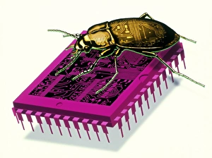 Stampe di Il bug del millennio. Artefatto artistico che rappresenta il bug del millennio da parte di un coleottero su una microchip Immagini Datate 1998 Maggio 29 Maggio 1998: L'opera d'arte del millennium bug con una cicala su un microchip.