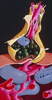 Stampe di La sinapsi: illustrazione di una sinapsi, il punto d'incontro tra due cellule nervose Immagini datate 1995: Opera d'arte di un connessore nervoso