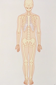 Human Skeleton Stampe: Artwork of a normal human skeleton