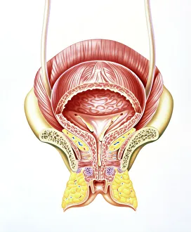 Human Body Organ Systems Stampe: Artwork of section through the female bladder