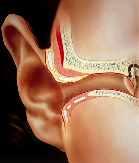 Human Ear Anatomy Stampe: Artwork of section through human ear