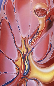 Stampe di Renale. Artwork di una sezione attraverso parte di un rene umano. Il colore rosso è la medolla. Contenuta all'interno della medolla sono le unità funzionali del rene, i nefroni Immagini datate 1997 maggio: Opere d'arte di una sezione attraverso il rene umano